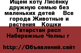 Ищем коту Лисёнку дружную семью без маленьких детей  - Все города Животные и растения » Кошки   . Татарстан респ.,Набережные Челны г.